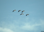 Flight of snow geese