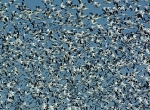Skyfull of snow geese