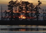 Sunset behind the pines