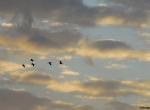 Flight of geese distant