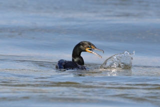 comorant-beak-better