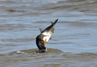 comorant-with-big-fish