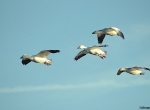 Four snow geese in glide