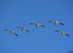 Snow geese formation