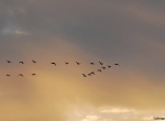 Distant flight of geese at sunset