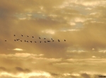 Formation of geese in sunset sky