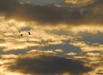 Geese flying amid dramatic evening clouds